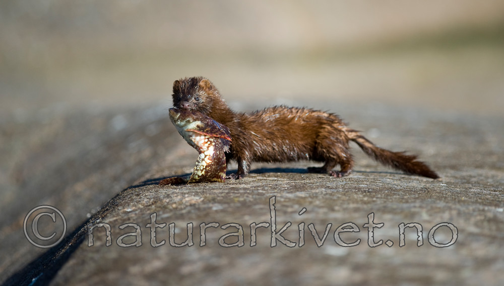 BB 12 0072 / Labrus bergylta / Berggylt <br /> Neovison vison / Mink