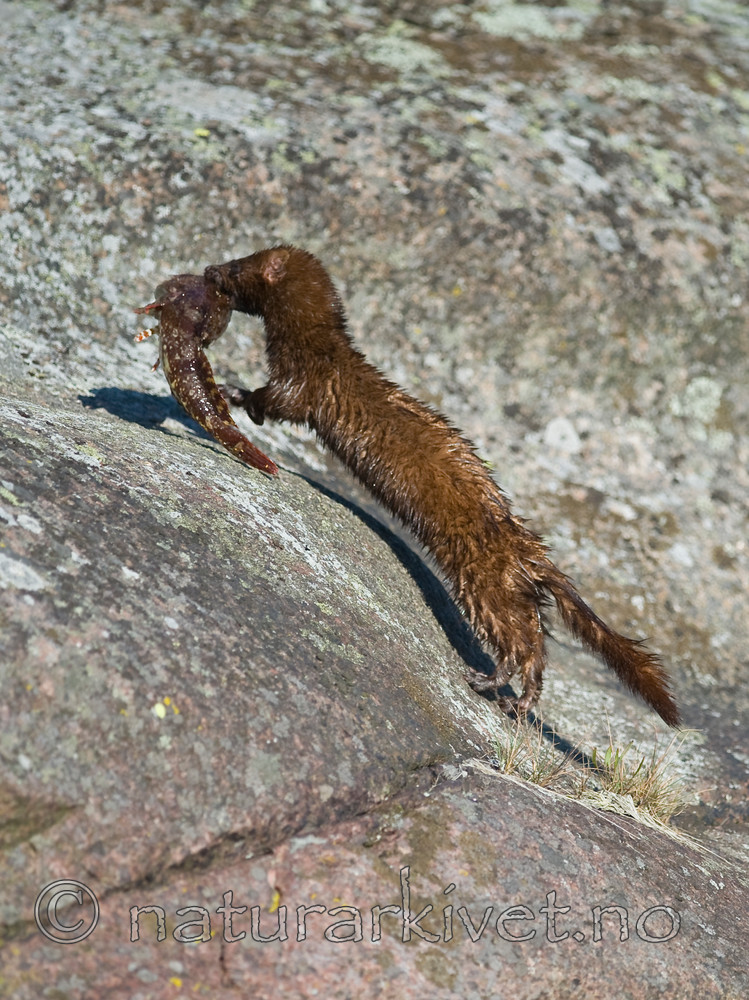 BB 12 0073 / Labrus bergylta / Berggylt <br /> Neovison vison / Mink