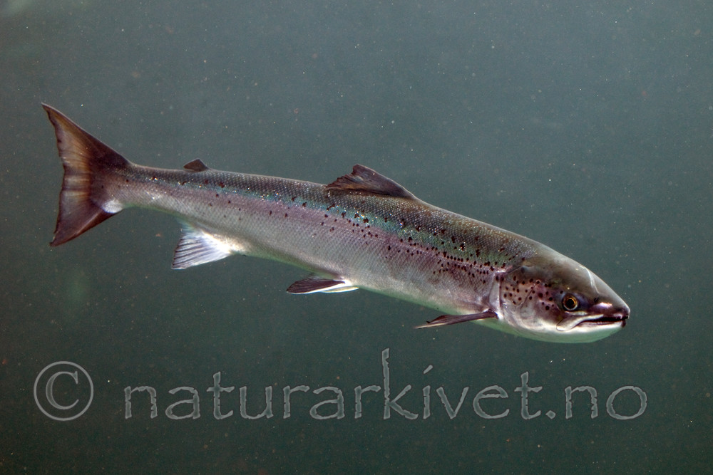 BB 12 0074 / Salmo salar / Laks