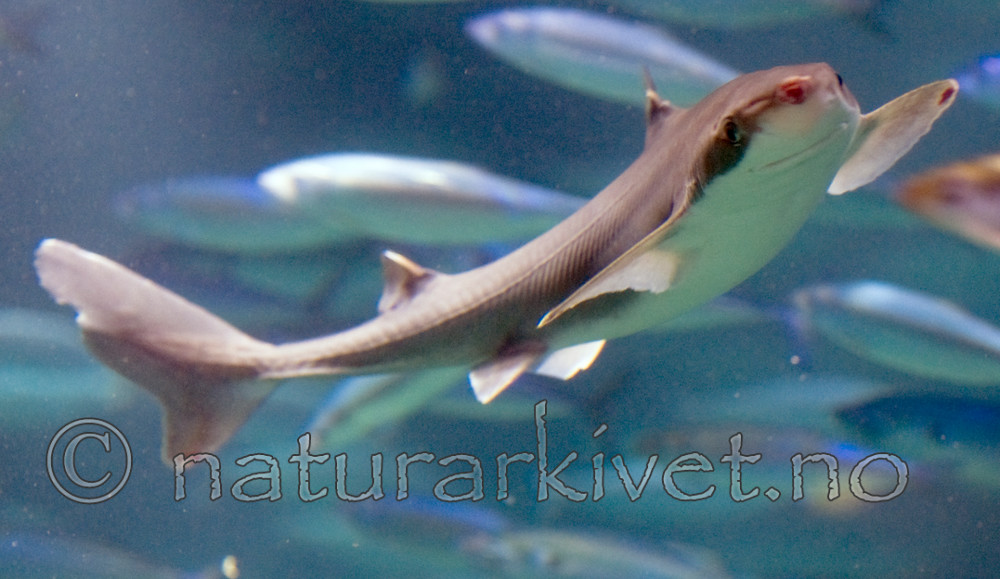 BB 12 0082 / Clupea harengus / Sild <br /> Squalus acanthias / Pigghå