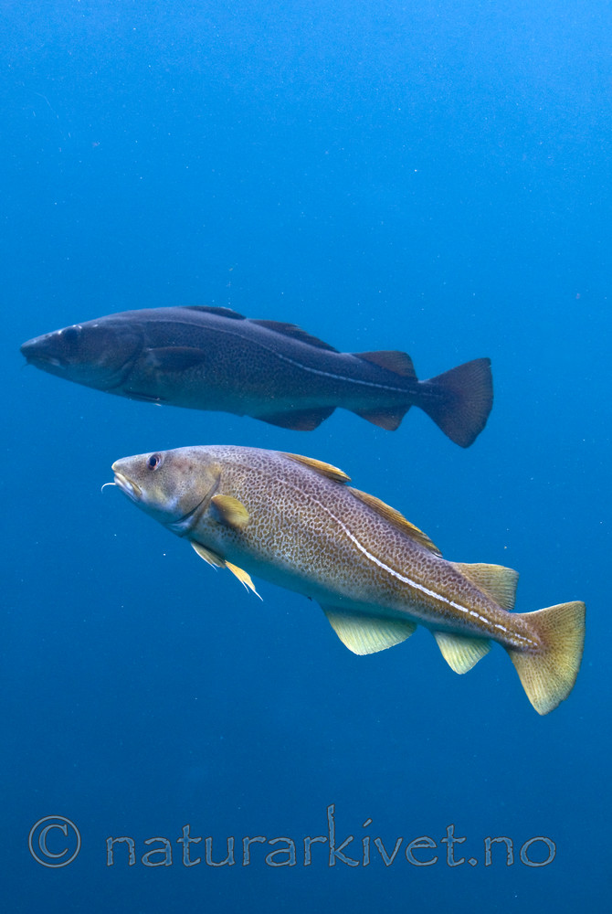 BB 12 0086 / Gadus morhua / Torsk