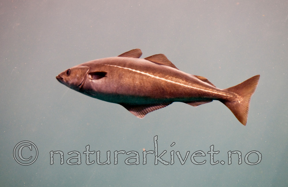BB 12 0095 / Pollachius virens / Sei