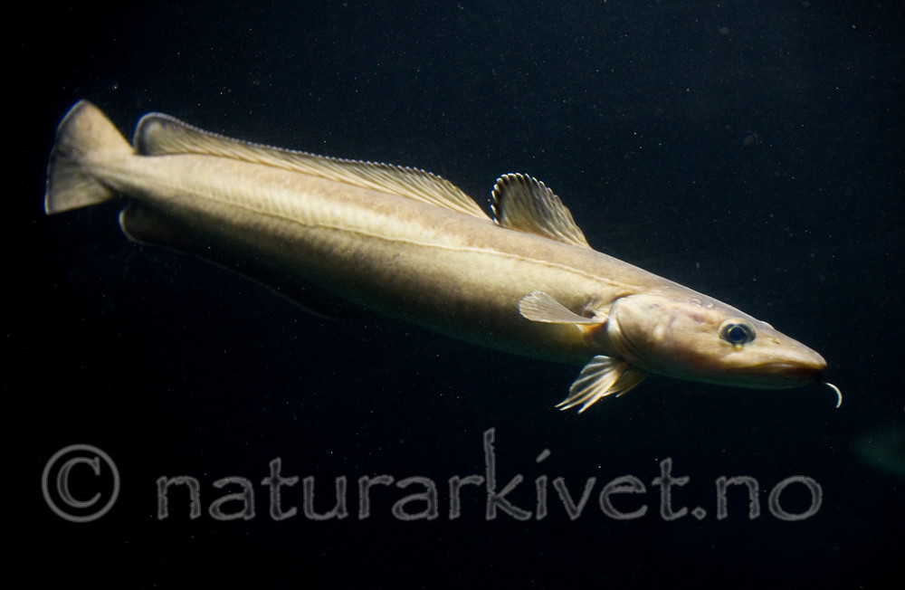 BB 12 0099 / Molva molva / Lange