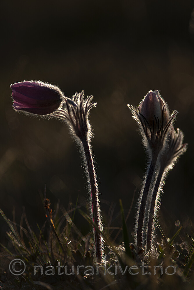 BB 12 0107 / Pulsatilla vernalis / Mogop