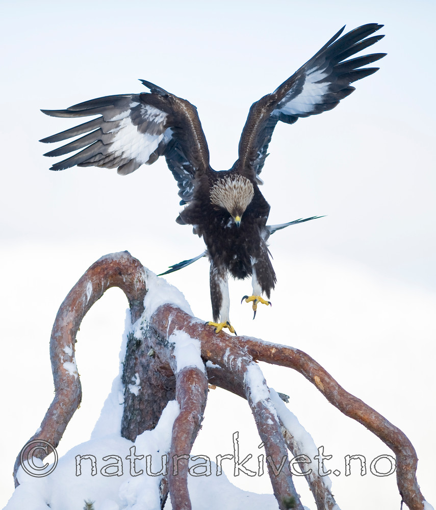 BB 12 0111 / Aquila chrysaetos / Kongeørn