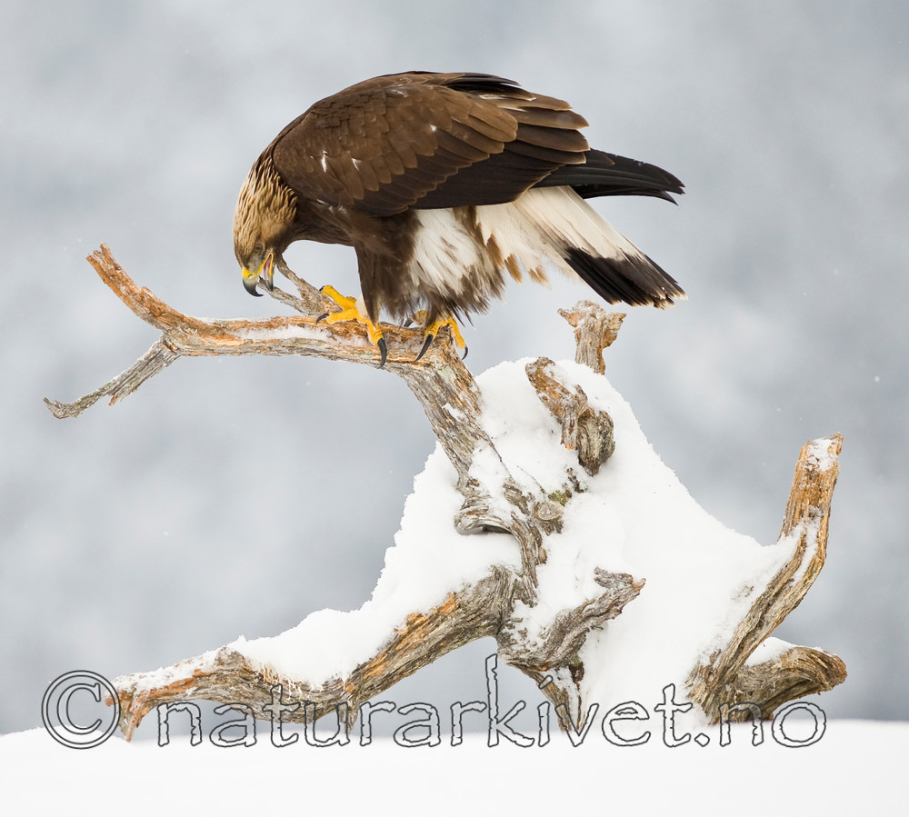 BB 12 0116 / Aquila chrysaetos / Kongeørn