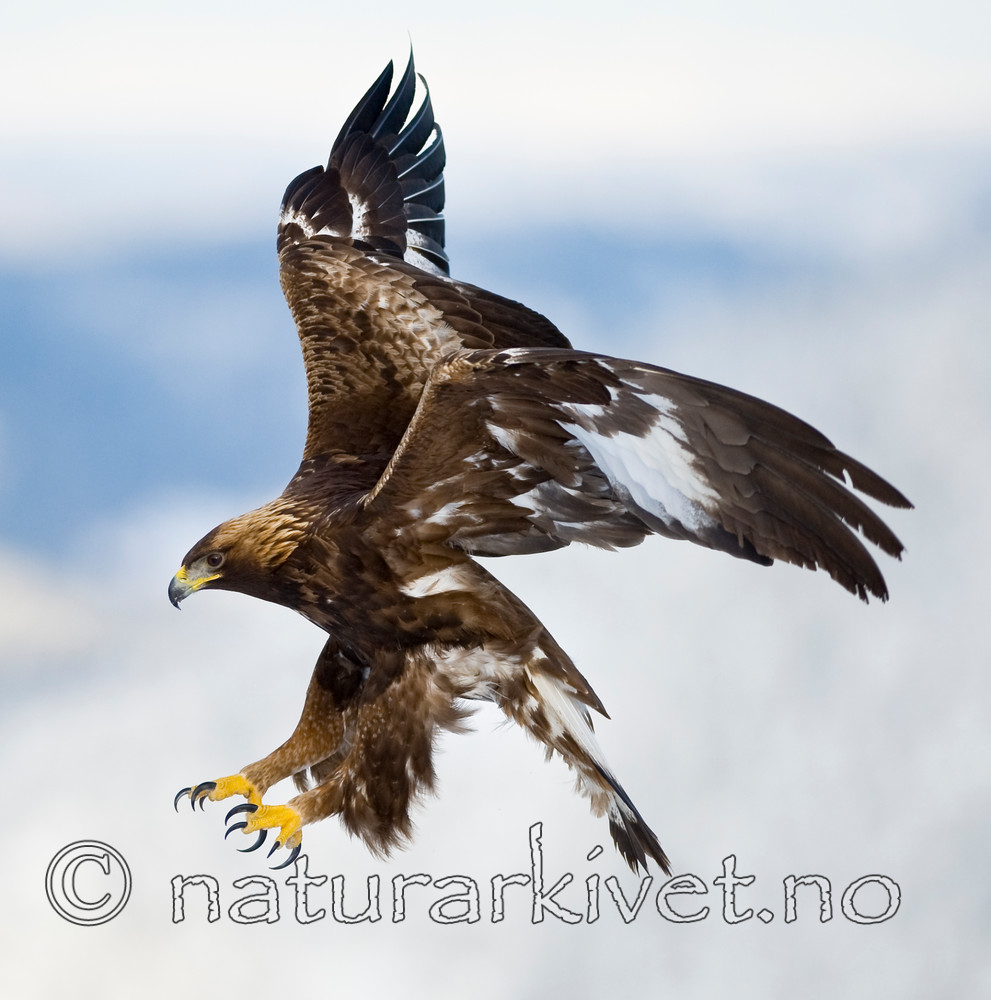 BB 12 0119 / Aquila chrysaetos / Kongeørn