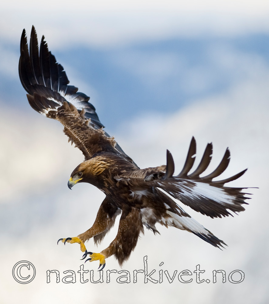 BB 12 0120 / Aquila chrysaetos / Kongeørn