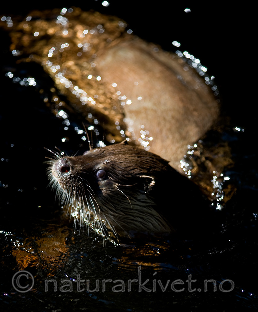 BB 12 0121 / Lutra lutra / Oter