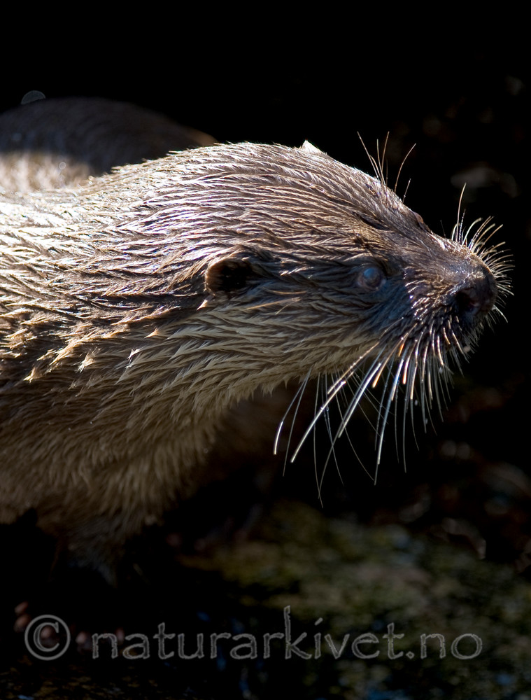 BB 12 0123 / Lutra lutra / Oter