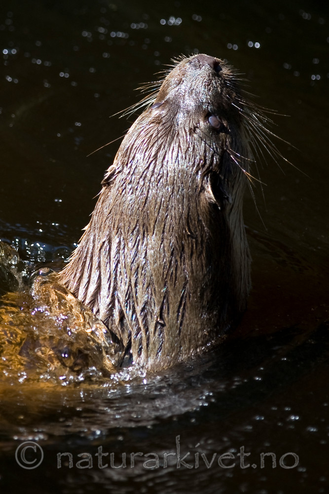 BB 12 0129 / Lutra lutra / Oter