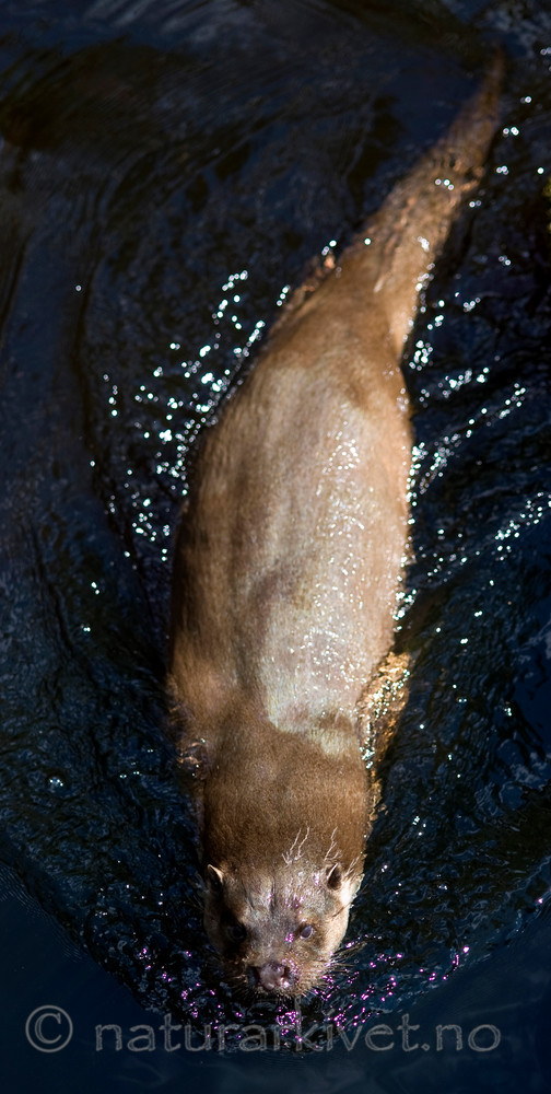 BB 12 0137 / Lutra lutra / Oter