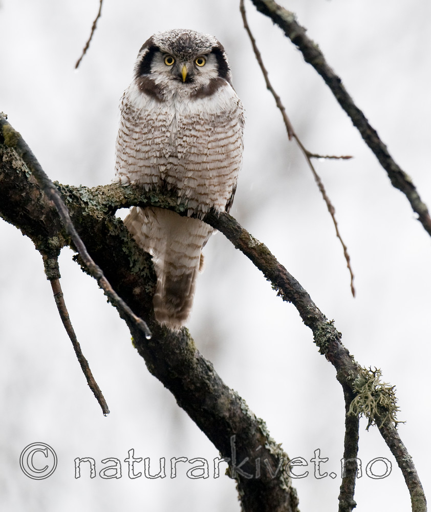 BB 12 0142 / Surnia ulula / Haukugle