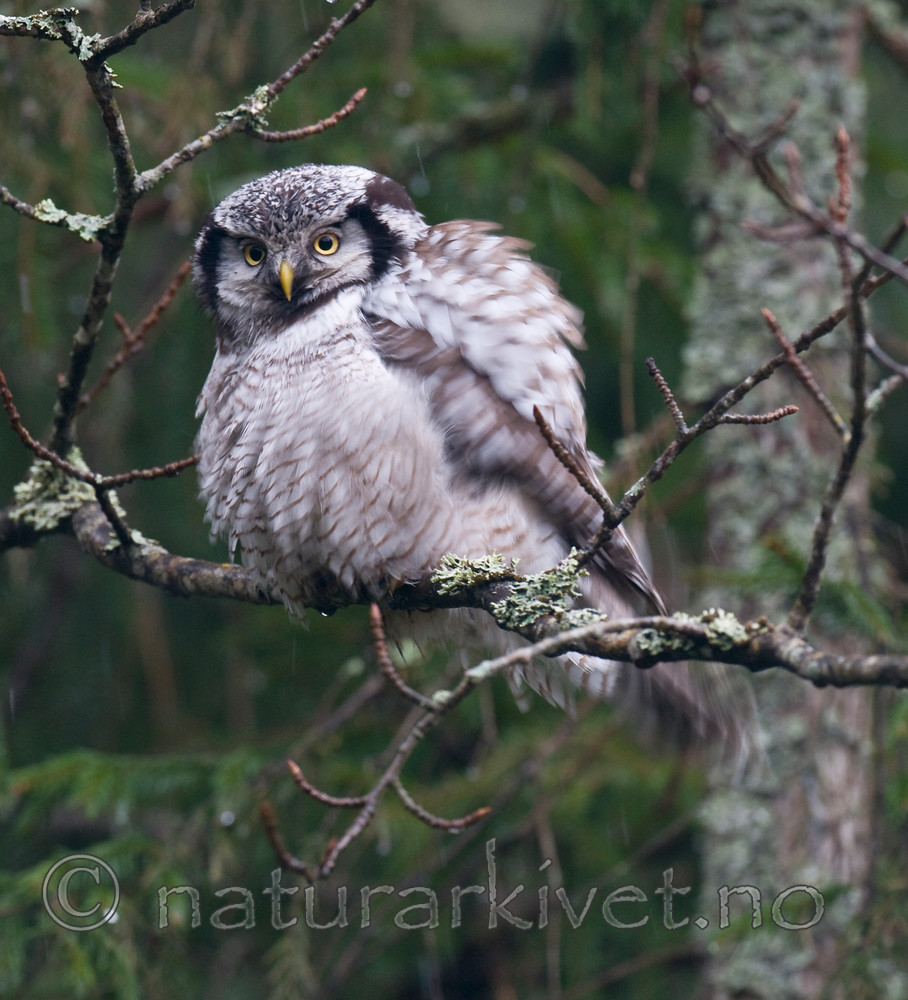 BB 12 0147 / Surnia ulula / Haukugle