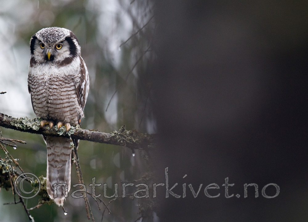 BB 12 0148 / Surnia ulula / Haukugle