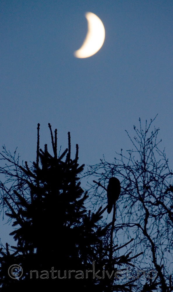 BB 12 0149 / Surnia ulula / Haukugle