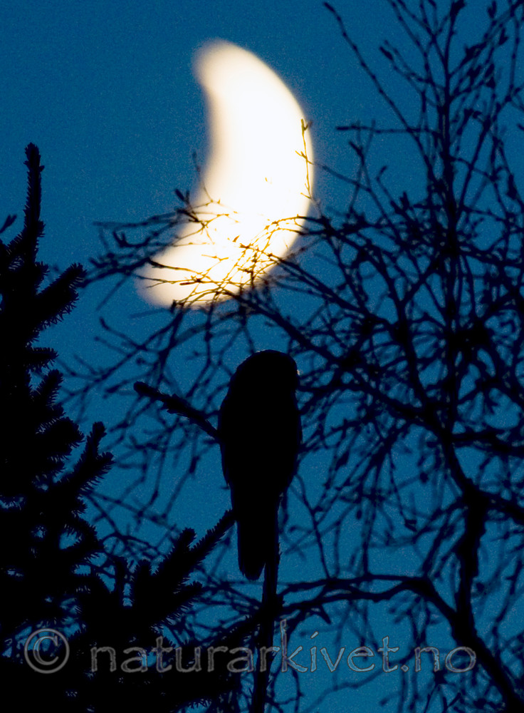 BB 12 0151 / Surnia ulula / Haukugle