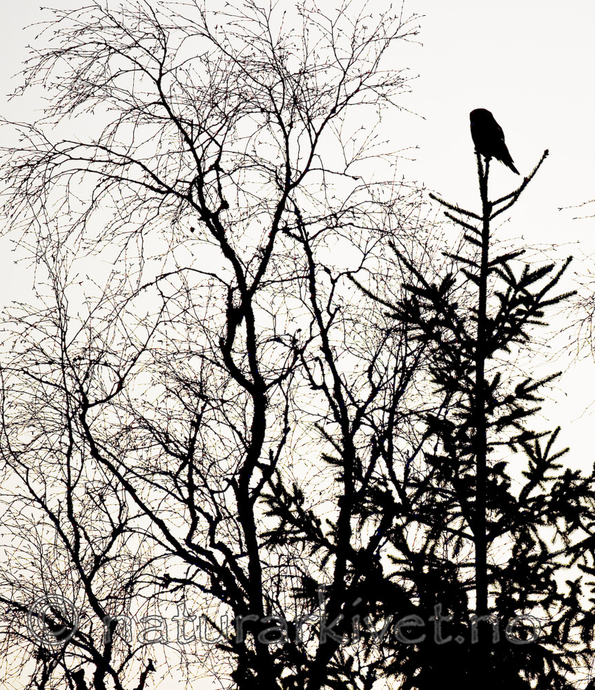 BB 12 0152 / Surnia ulula / Haukugle