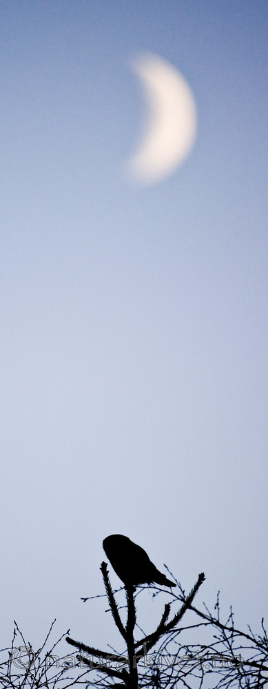 BB 12 0153 / Surnia ulula / Haukugle