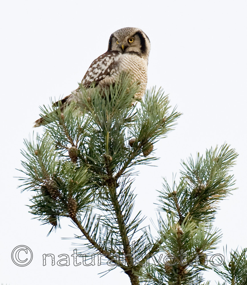 BB 12 0155 / Pinus sylvestris / Furu <br /> Surnia ulula / Haukugle