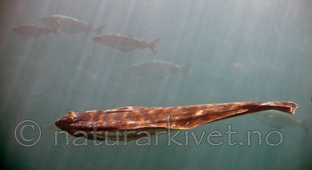 BB 12 0157 / Hippoglossus hippoglossus / Kveite