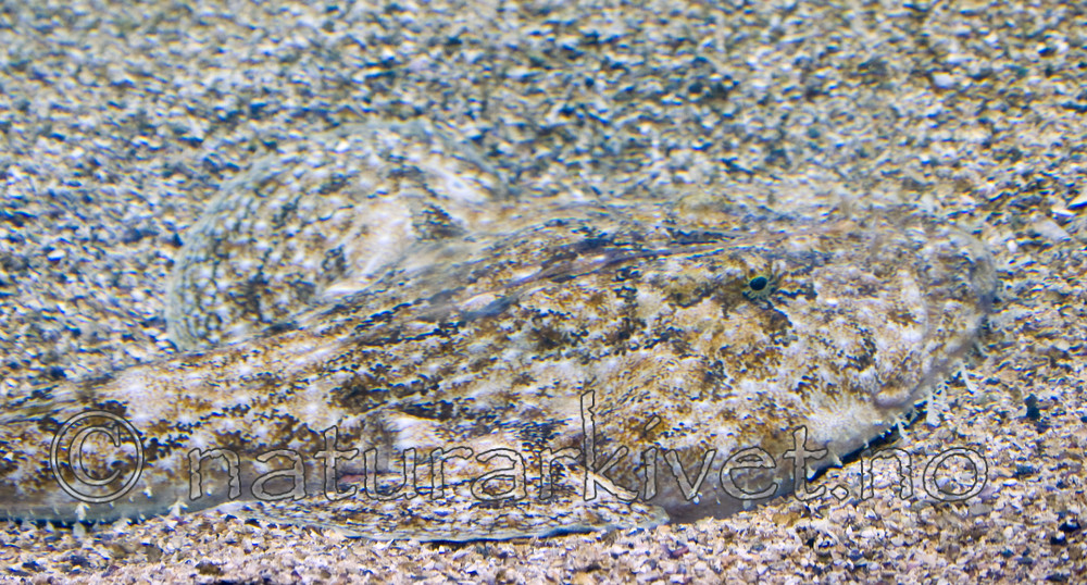 BB 12 0158 / Lophius piscatorius / Breiflabb