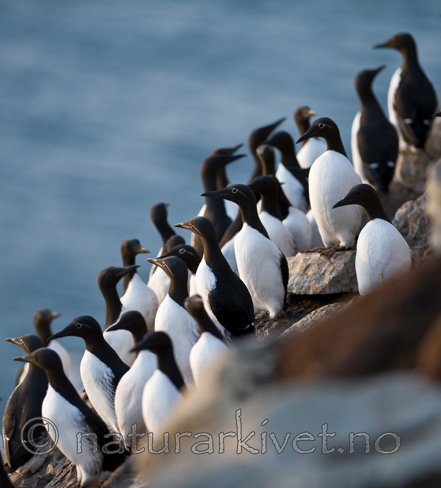 BB 12 0165 / Uria aalge / Lomvi