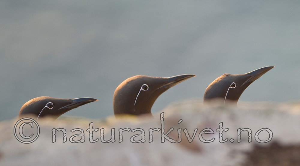 BB 12 0169 / Uria aalge / Lomvi