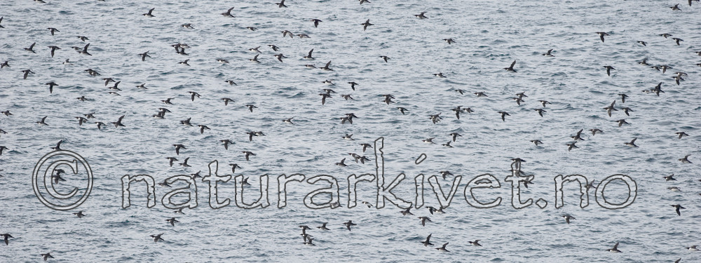 BB 12 0170 / Uria aalge / Lomvi