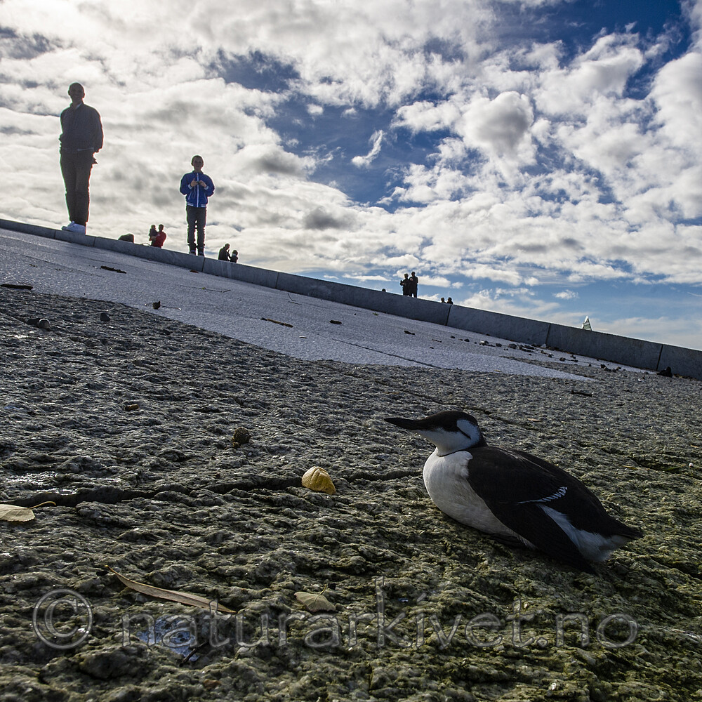 BB 12 0175 / Uria aalge / Lomvi