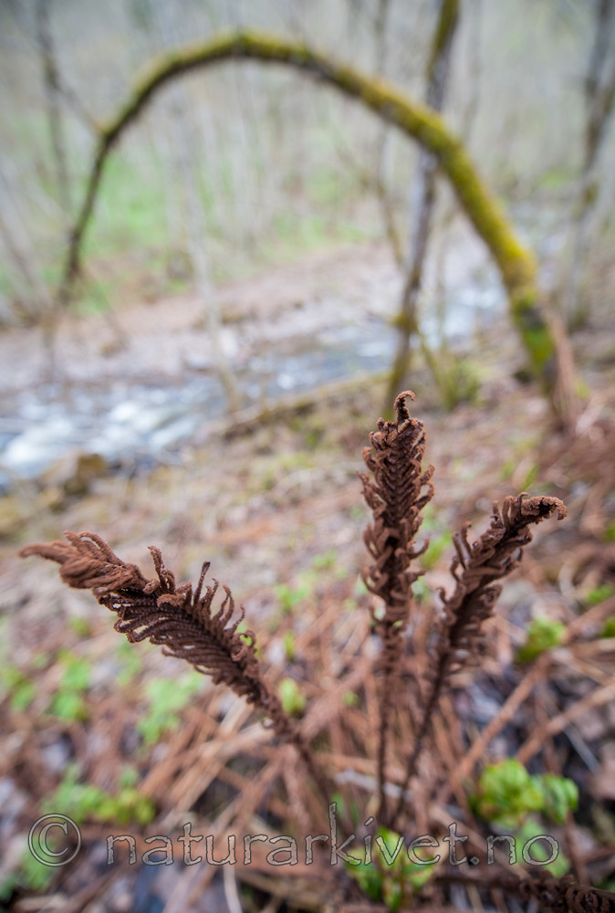BB 12 0197 / Matteuccia struthiopteris / Strutseving