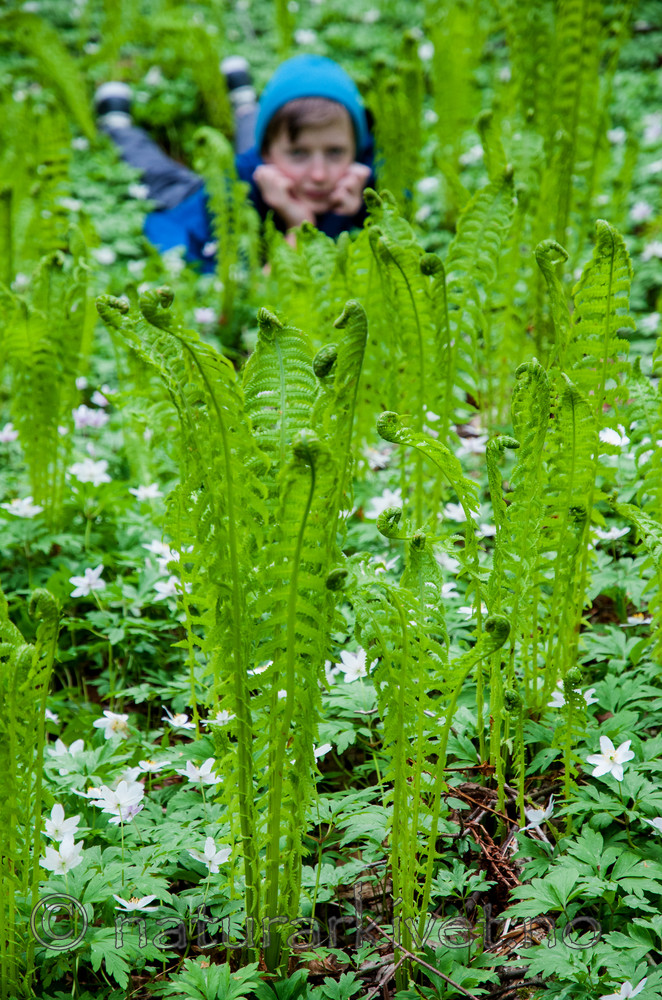 BB 12 0202 / Anemone nemorosa / Hvitveis <br /> Matteuccia struthiopteris / Strutseving