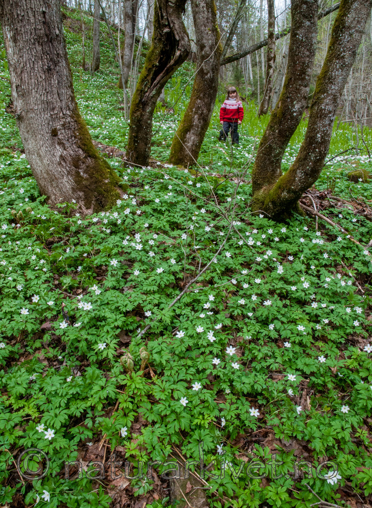 BB 12 0204 / Anemone nemorosa / Hvitveis