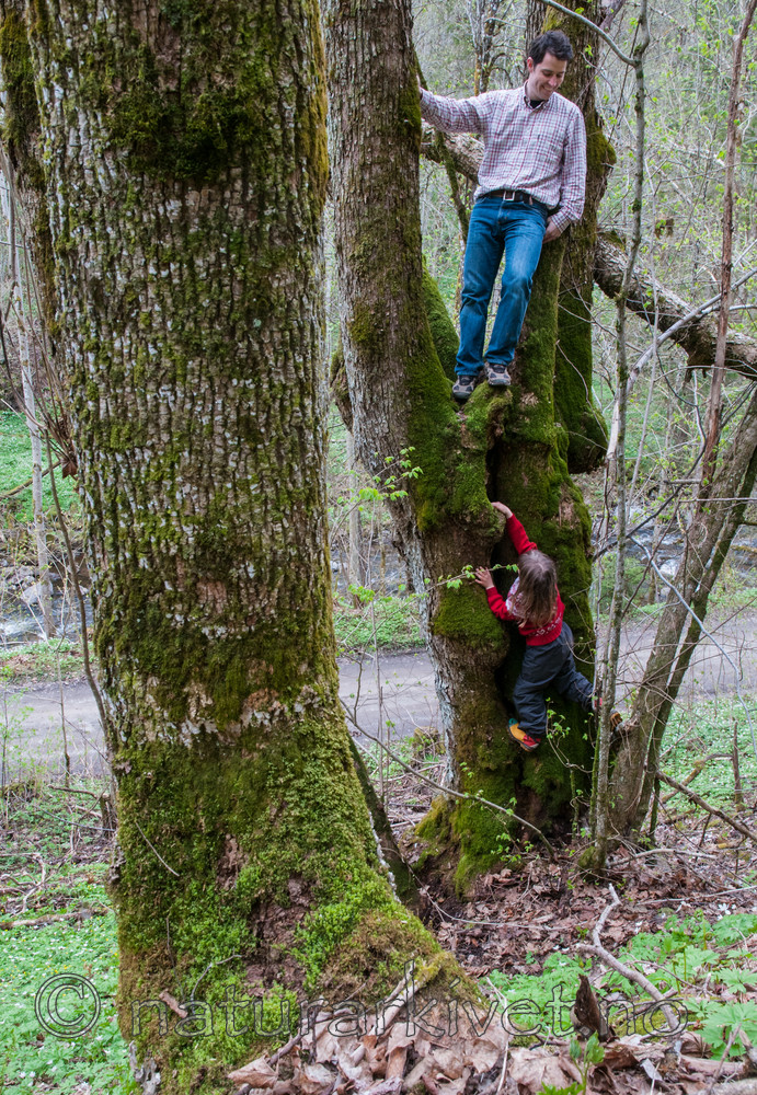 BB 12 0205 / Ulmus glabra / Alm