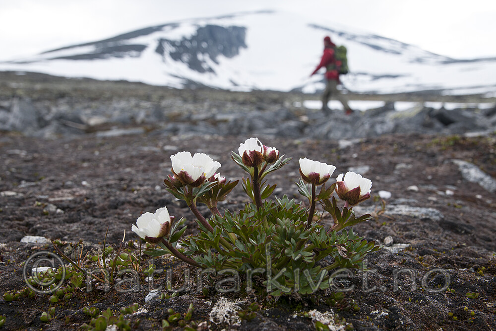 BB 12 0229 / Ranunculus glacialis / Issoleie