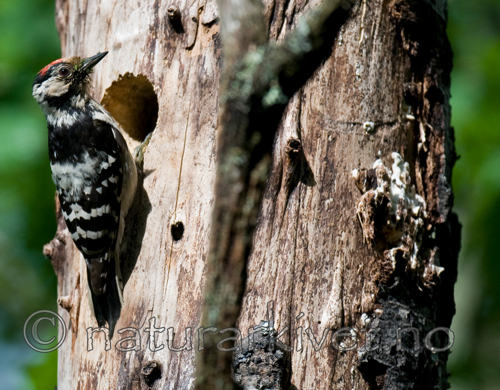 BB 12 0234 / Dendrocopos minor / Dvergspett