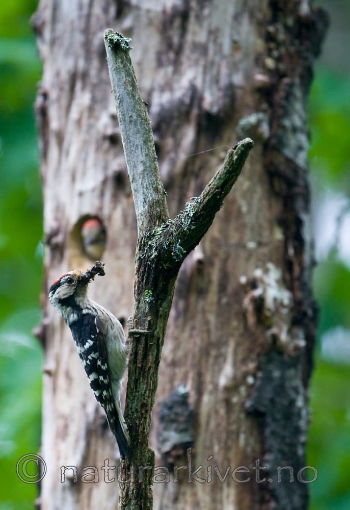 BB 12 0237 / Dendrocopos minor / Dvergspett