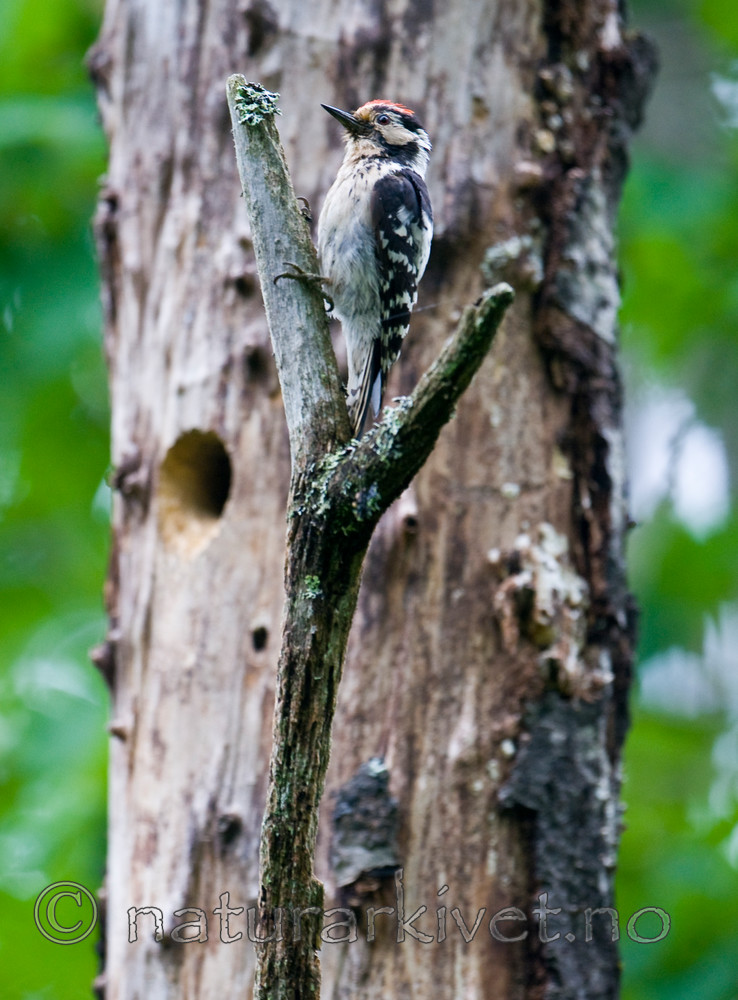 BB 12 0238 / Dendrocopos minor / Dvergspett