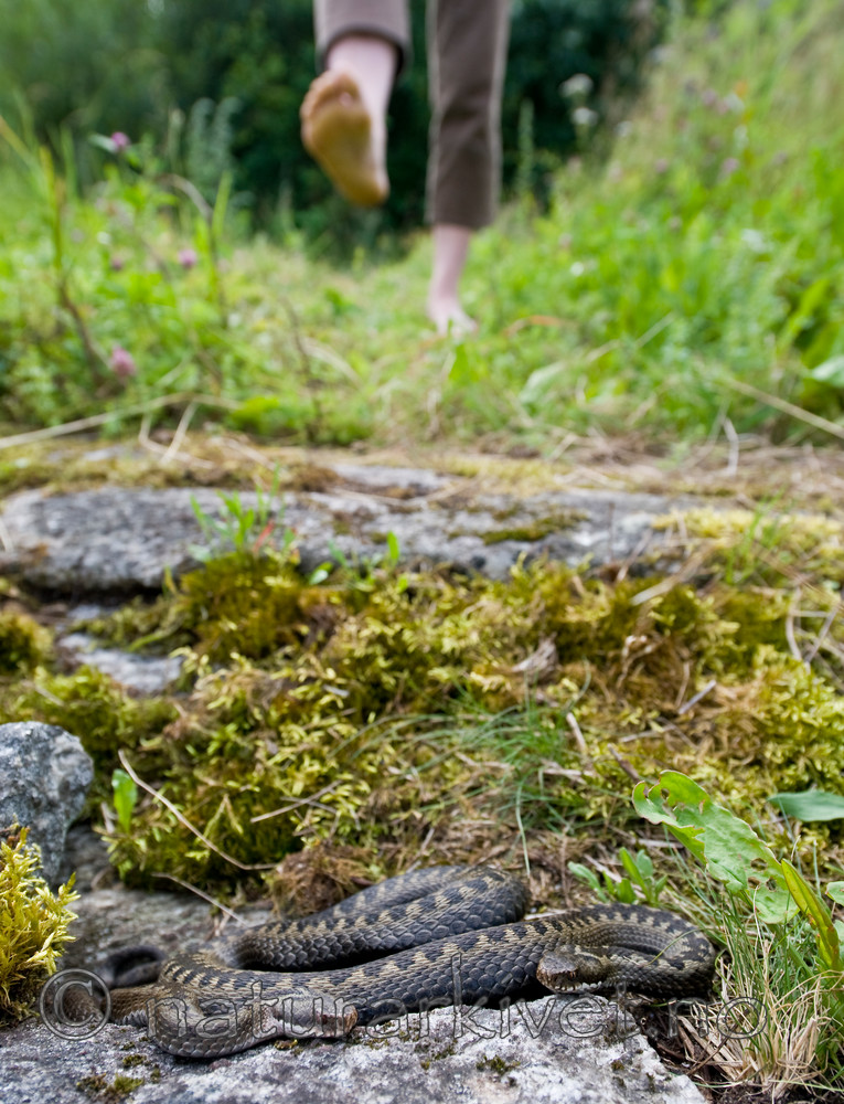 BB 12 0247 / Vipera berus / Hoggorm