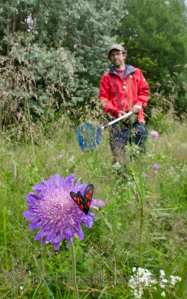 BB 12 0250 / Knautia arvensis / Rødknapp <br /> Zygaena viciae / Liten bloddråpesvermer