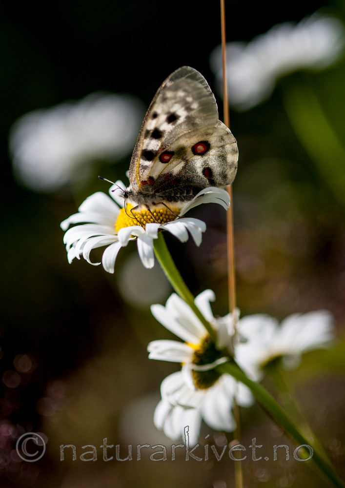 BB 12 0255 / Leucanthemum vulgare / Prestekrage <br /> Parnassius apollo / Apollosommerfugl