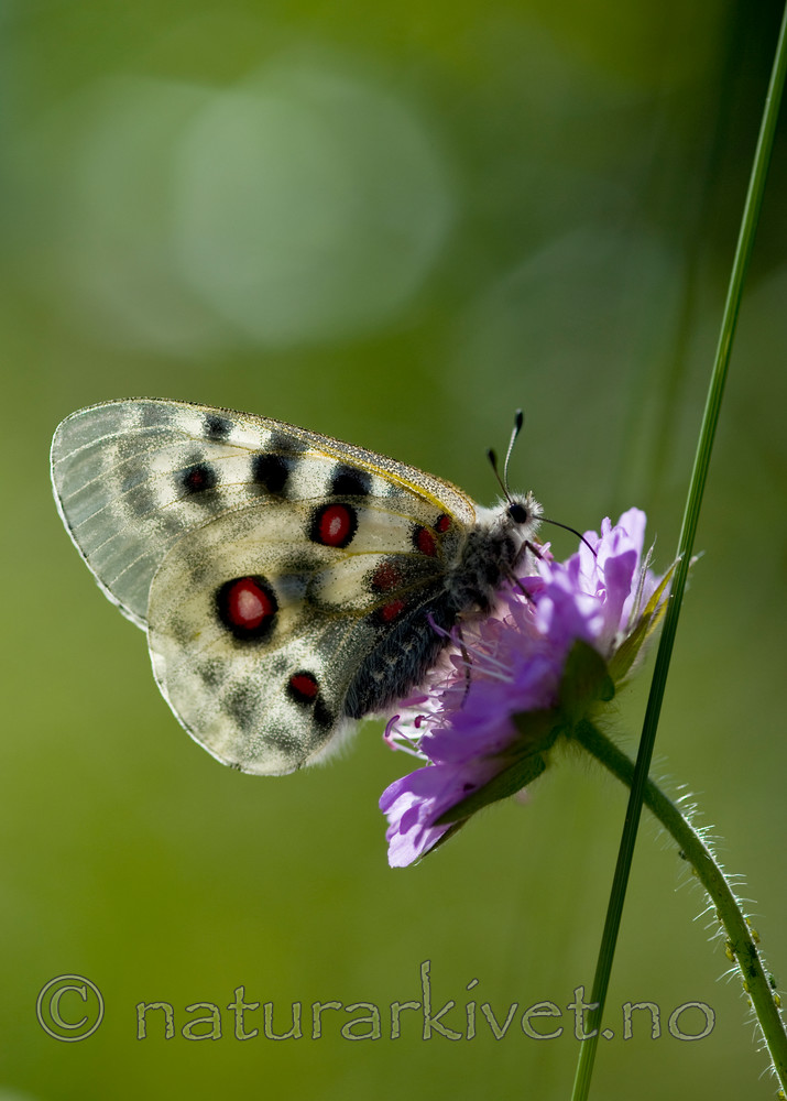 BB 12 0257 / Knautia arvensis / Rødknapp <br /> Parnassius apollo / Apollosommerfugl