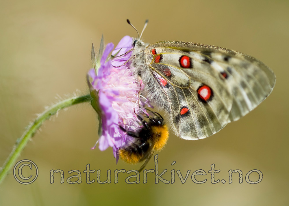 BB 12 0259 / Bombus pascuorum / åkerhumle <br /> Knautia arvensis / Rødknapp <br /> Parnassius apollo / Apollosommerfugl