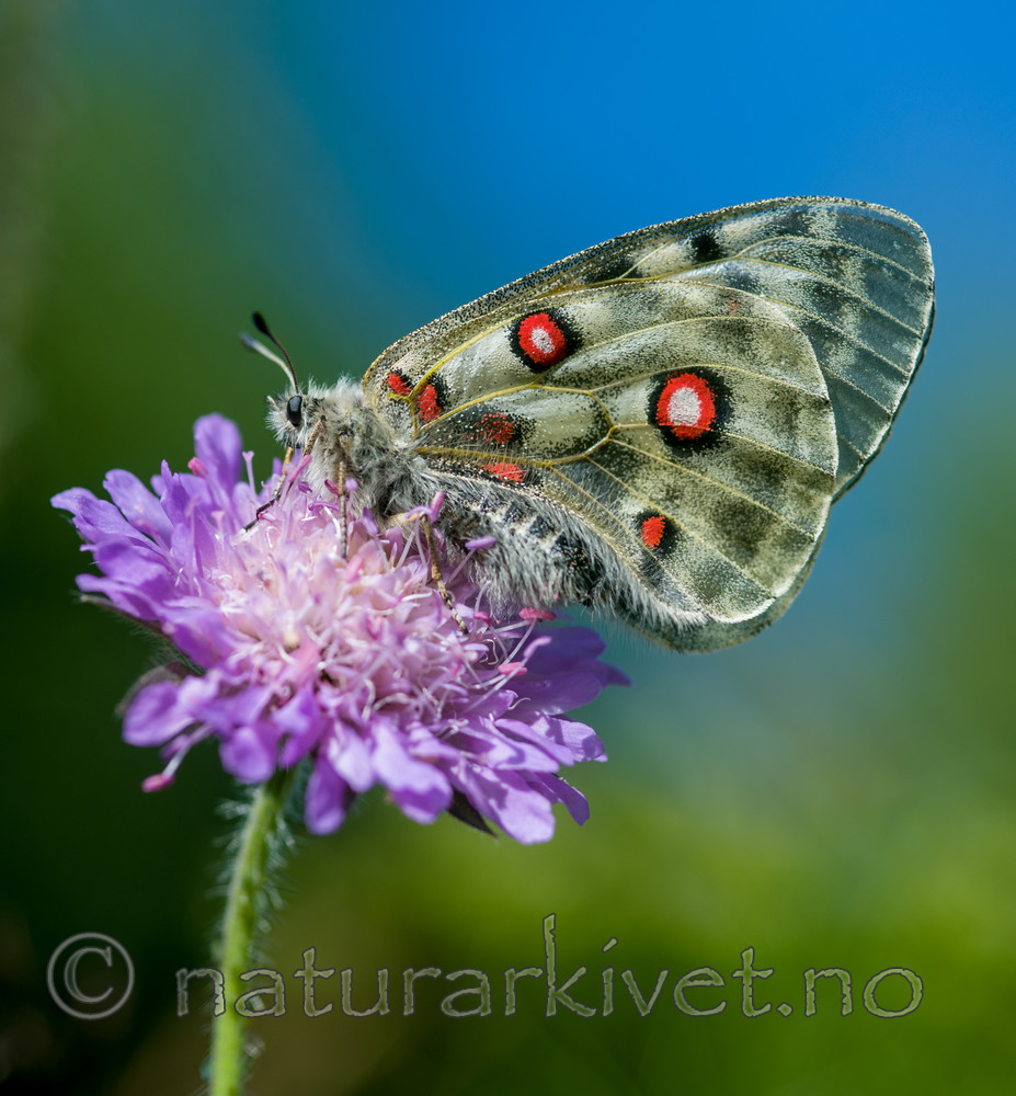 BB 12 0266 / Knautia arvensis / Rødknapp <br /> Parnassius apollo / Apollosommerfugl