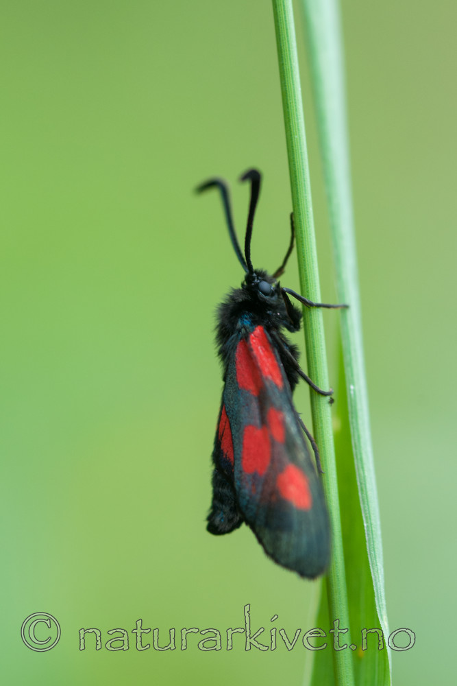 BB 12 0270 / Zygaena viciae / Liten bloddråpesvermer