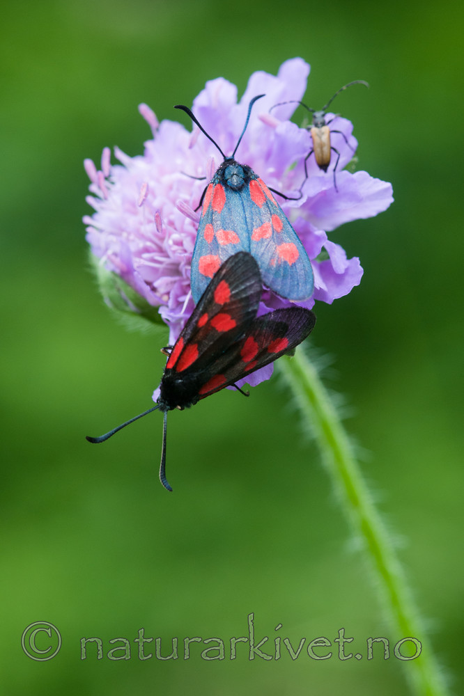 BB 12 0271 / Knautia arvensis / Rødknapp <br /> Zygaena viciae / Liten bloddråpesvermer