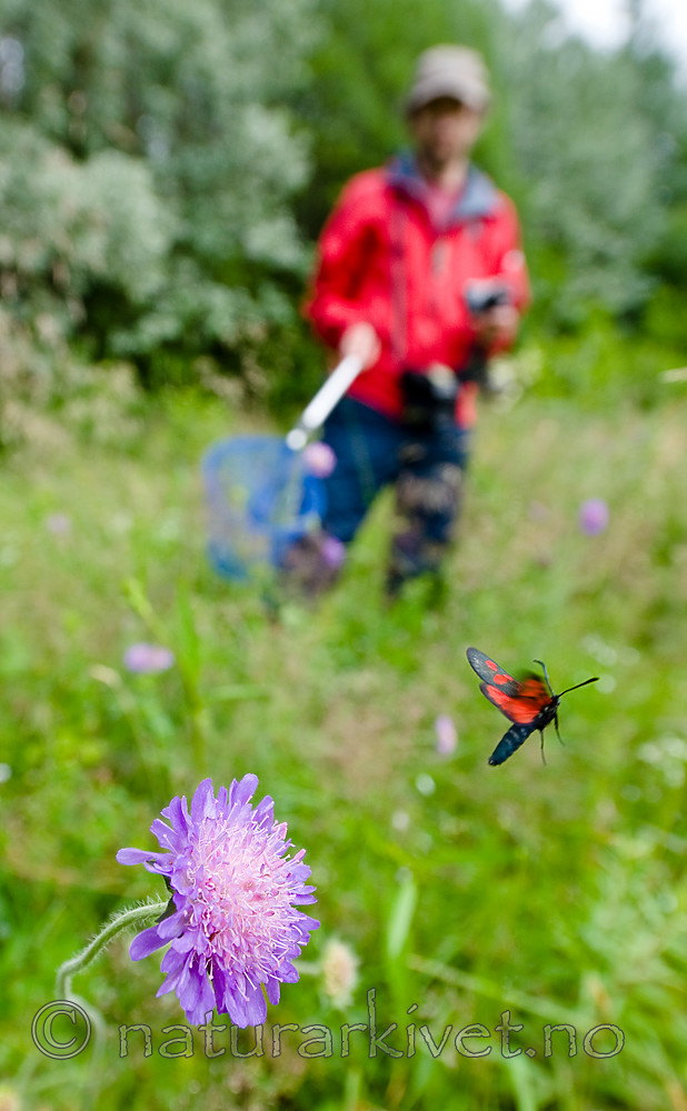 BB 12 0274 / Knautia arvensis / Rødknapp <br /> Zygaena viciae / Liten bloddråpesvermer