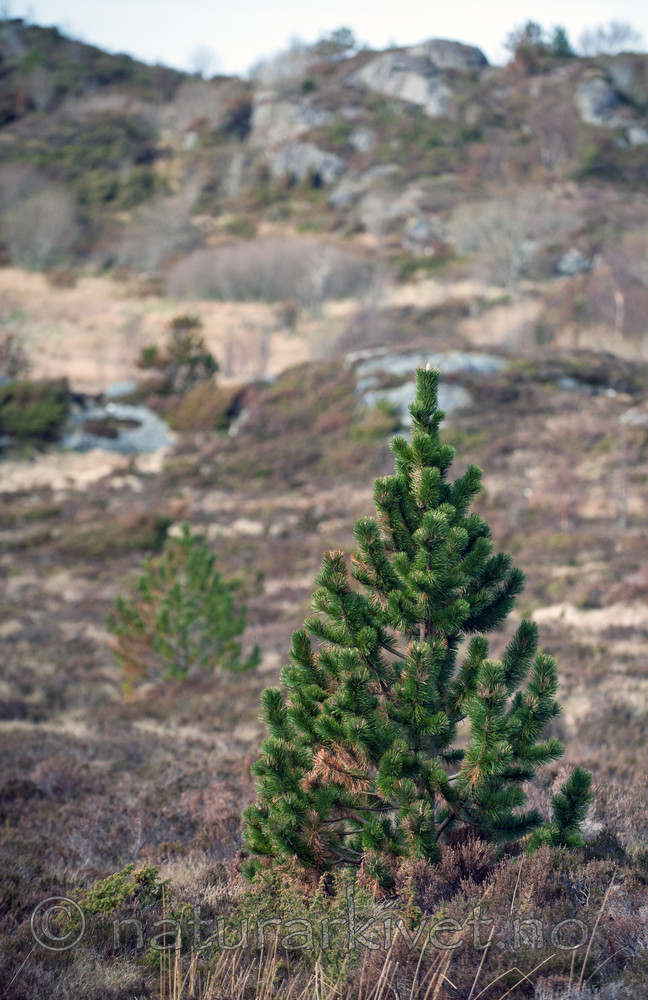 BB 12 0284 / Calluna vulgaris / Røsslyng <br /> Pinus mugo / Alpefuru