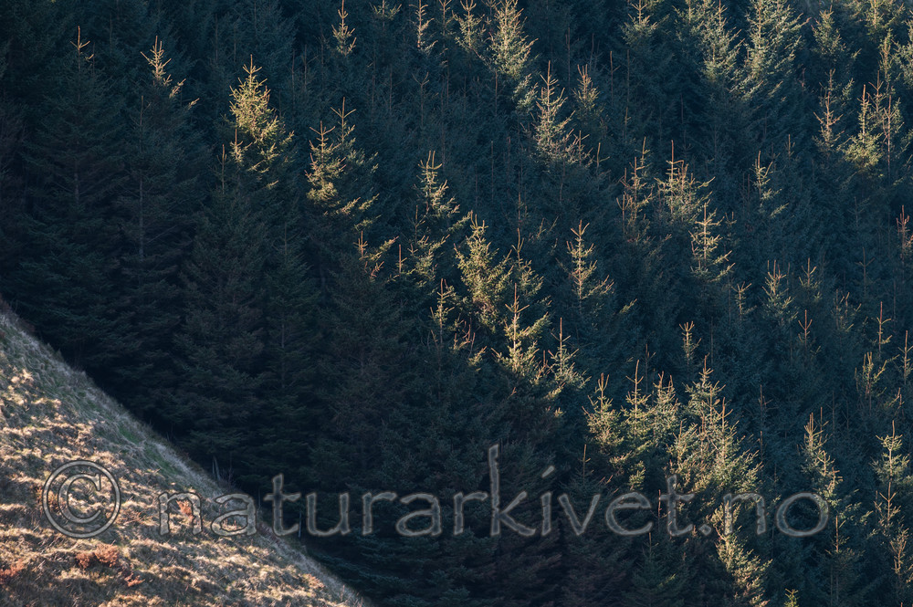 BB 12 0285 / Picea sitchensis / Sitkagran