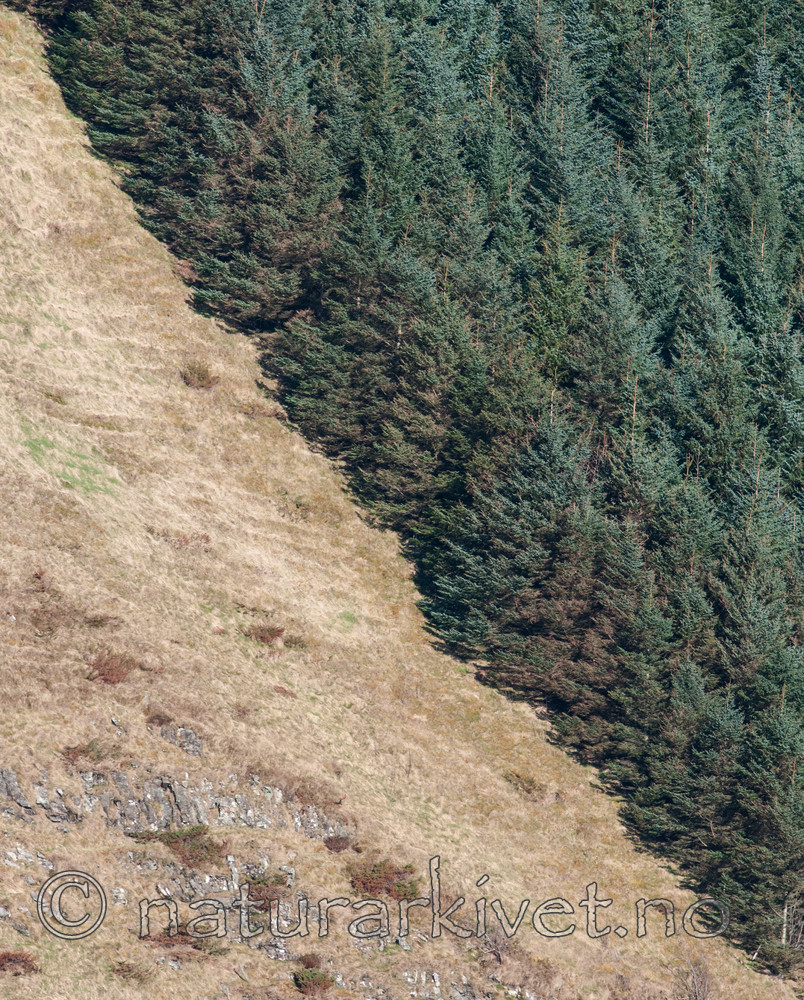 BB 12 0286 / Picea sitchensis / Sitkagran